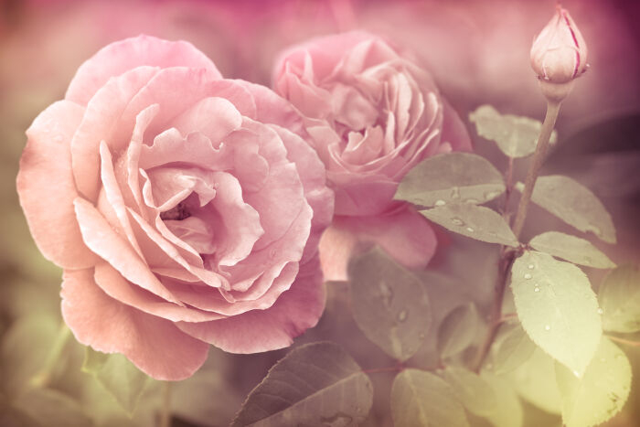 Rose - Signification Des Fleurs concernant Fleur Rose Videos 
