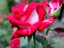 Rosebush Roses Rose Flower № 20664 pour Fleur Rose Videos