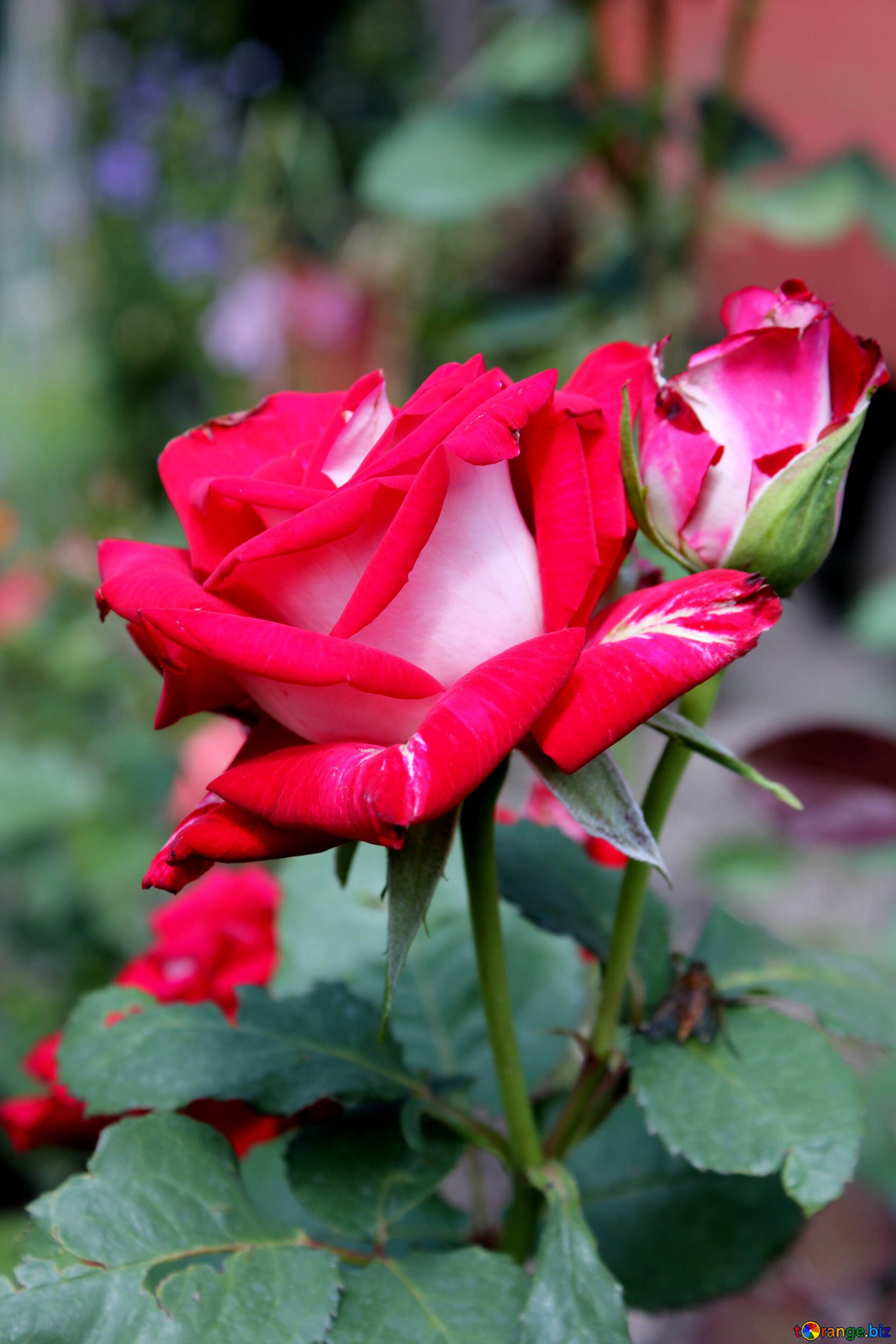 Rosebush Roses Rose Flower № 20664 pour Fleur Rose Videos 