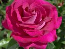 Rosier Belles Rives ® Meizolnil, Rosiers À Grandes Fleurs — Meilland encequiconcerne Fleur Rose Videos