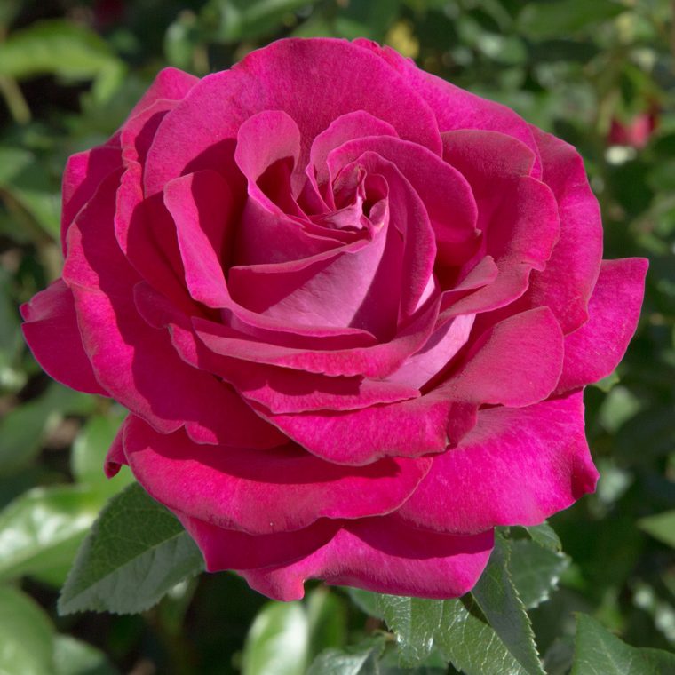 Rosier Belles Rives ® Meizolnil, Rosiers À Grandes Fleurs — Meilland encequiconcerne Fleur Rose Videos