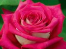 Rosier Monica Bellucci ® Meimonkeur, Rosiers À Grandes Fleurs Meilland serapportantà Fleur Rose Videos