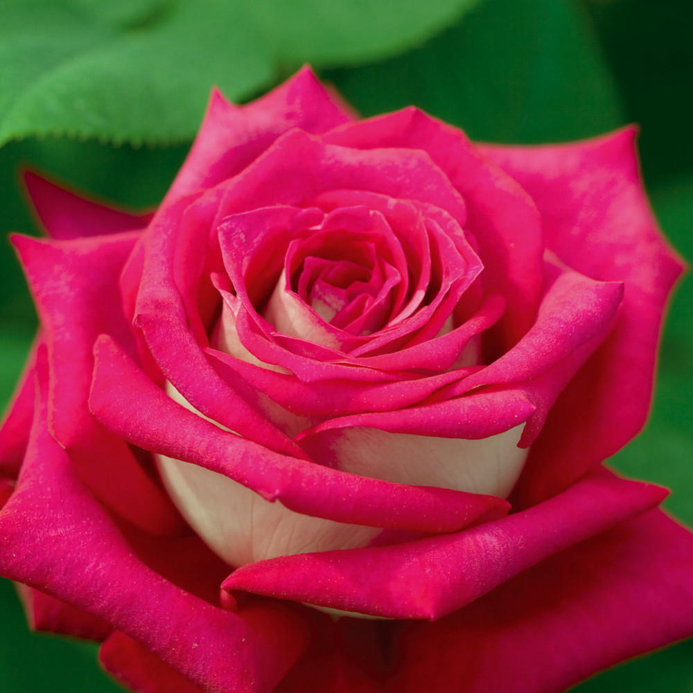 Rosier Monica Bellucci ® Meimonkeur, Rosiers À Grandes Fleurs Meilland serapportantà Fleur Rose Videos 