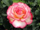 Rosier, Rose, Rosa : Planter, Cultiver, Multiplier intérieur Fleur Rose Videos