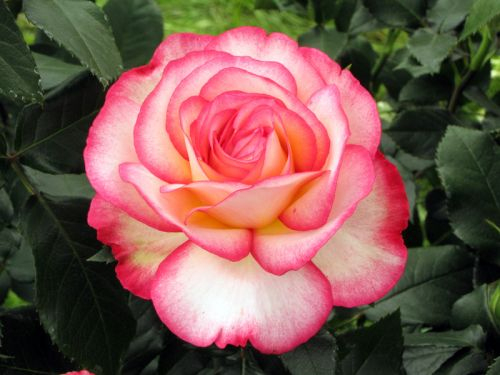Rosier, Rose, Rosa : Planter, Cultiver, Multiplier intérieur Fleur Rose Videos 
