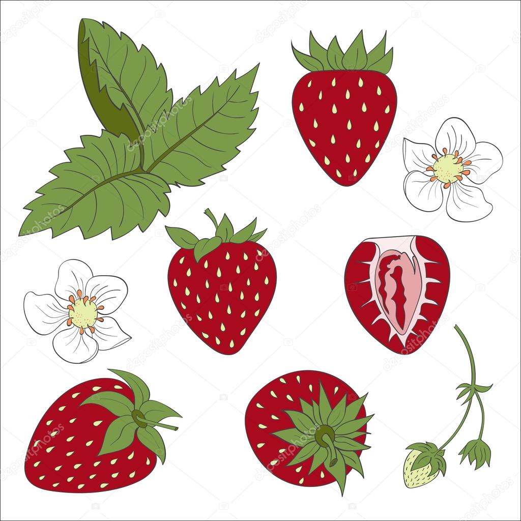 Set Compositions De Fraises, Feuille De Fraise, Fleur De Fraise destiné Dessin De Fraise