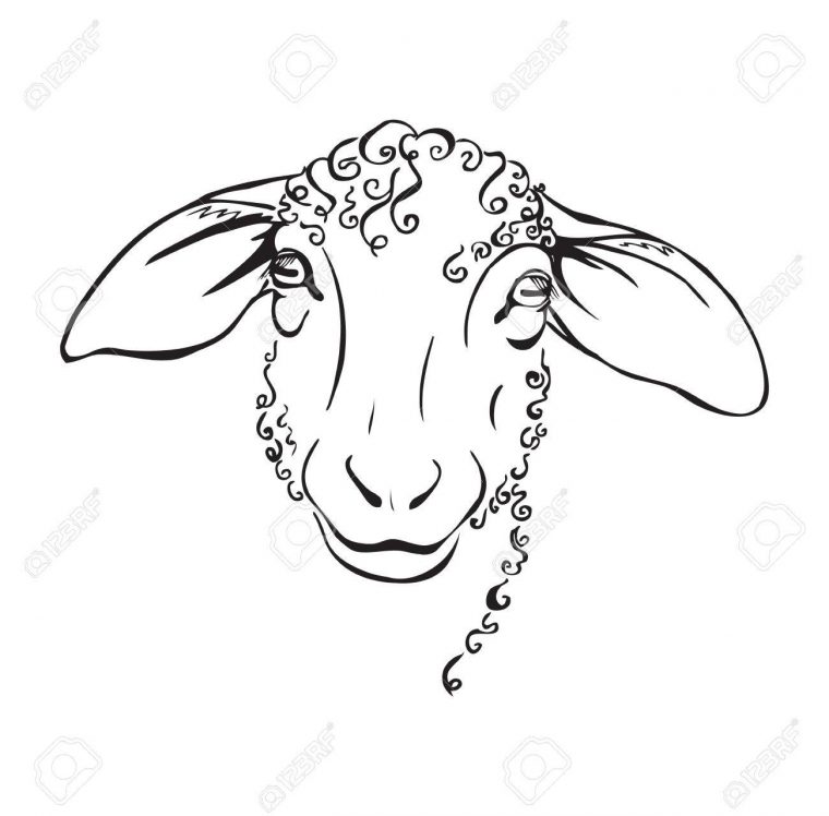 Sheep Head Drawing At Getdrawings  Free Download tout Brebis Dessin