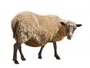 Sheep Isolated On White Background  Stock Image  Colourbox dedans Image Mouton