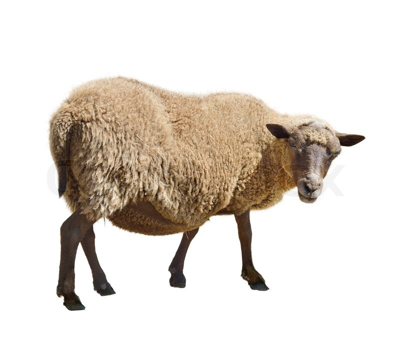 Sheep Isolated On White Background  Stock Image  Colourbox dedans Image Mouton