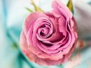 Signification Des Roses - Symbolique Des Fleurs - Gerri.fr tout Fleur Rose Videos