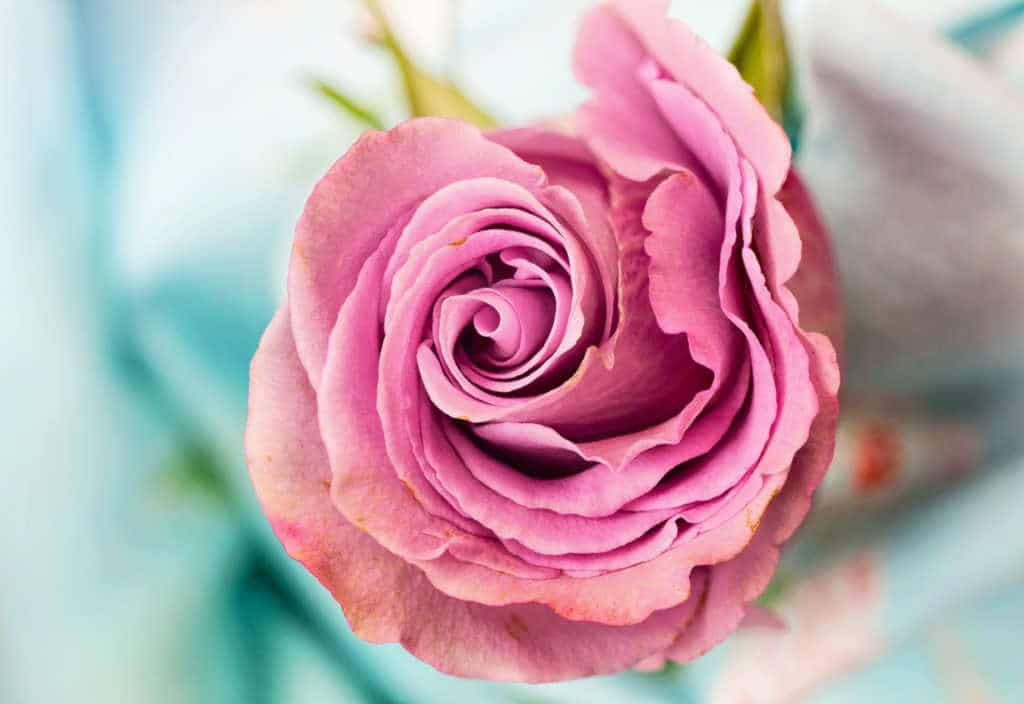 Signification Des Roses - Symbolique Des Fleurs - Gerri.fr tout Fleur Rose Videos 