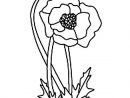 Simple Poppy Drawing At Getdrawings  Free Download avec Coloriage Coquelicot
