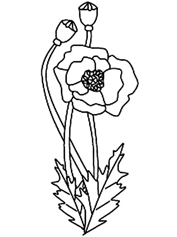 Simple Poppy Drawing At Getdrawings  Free Download avec Coloriage Coquelicot 