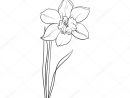 Single Yellow Daffodil, Narcissus Spring Flower With Stem And Leaves concernant Dessin Jonquille Fleur