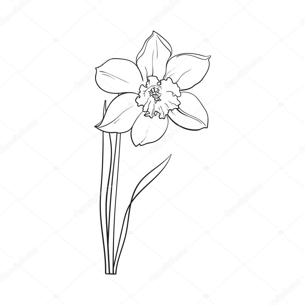 Single Yellow Daffodil, Narcissus Spring Flower With Stem And Leaves concernant Dessin Jonquille Fleur