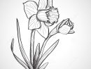 Sketch Daffodil Flower, Hand Drawn Stock Illustration - Image: 40699925 dedans Dessin Jonquille