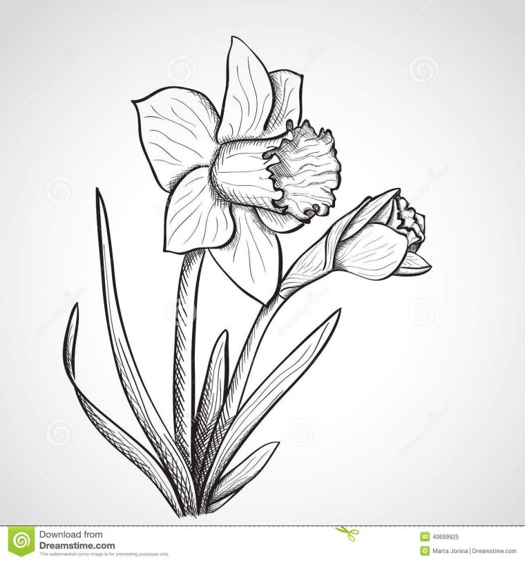 Sketch Daffodil Flower, Hand Drawn Stock Illustration – Image: 40699925 dedans Dessin Jonquille