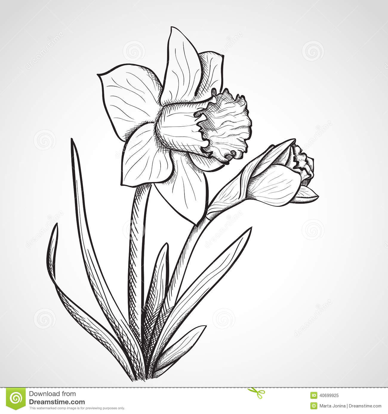 Sketch Daffodil Flower, Hand Drawn Stock Illustration - Image: 40699925 dedans Dessin Jonquille 