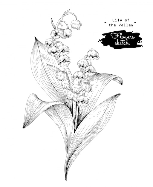 Sketch Floral Botany Collection, Dessins De Fleurs De Muguet.  Vecteur pour Dessin De Muguet