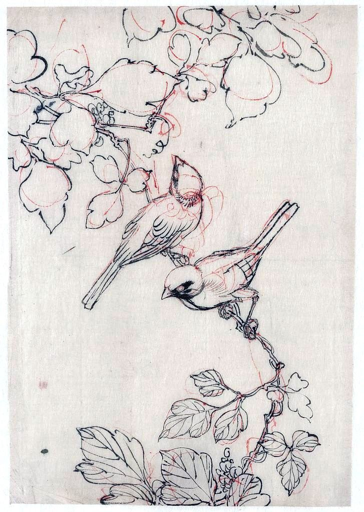 Sparrowmagpie  Bird Drawings, Bird Art, Animal Art dedans Oiseau Dessin 