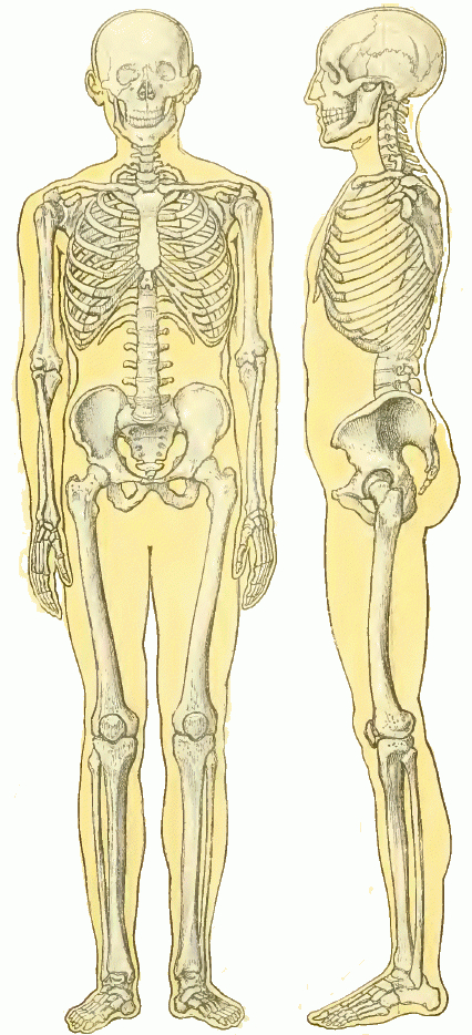 Squelette.  Dessin Squelette, Anatomie Squelette, Squelette à Image De Squelette Humain A Imprimer