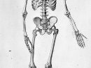 Squelette Humain  Skeleton Drawings, Human Anatomy Art, Skeleton Art pour Image De Squelette Humain A Imprimer