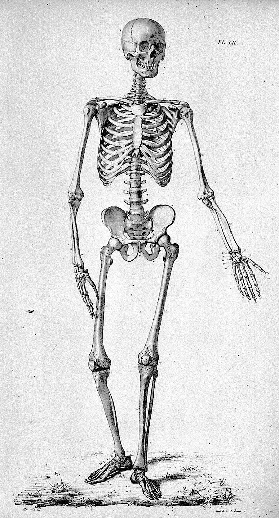 Squelette Humain  Skeleton Drawings, Human Anatomy Art, Skeleton Art pour Image De Squelette Humain A Imprimer