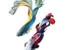 Stunning New Portraits Of Siamese Fighting Fish By Visarute intérieur Poisson Combattant Dessin
