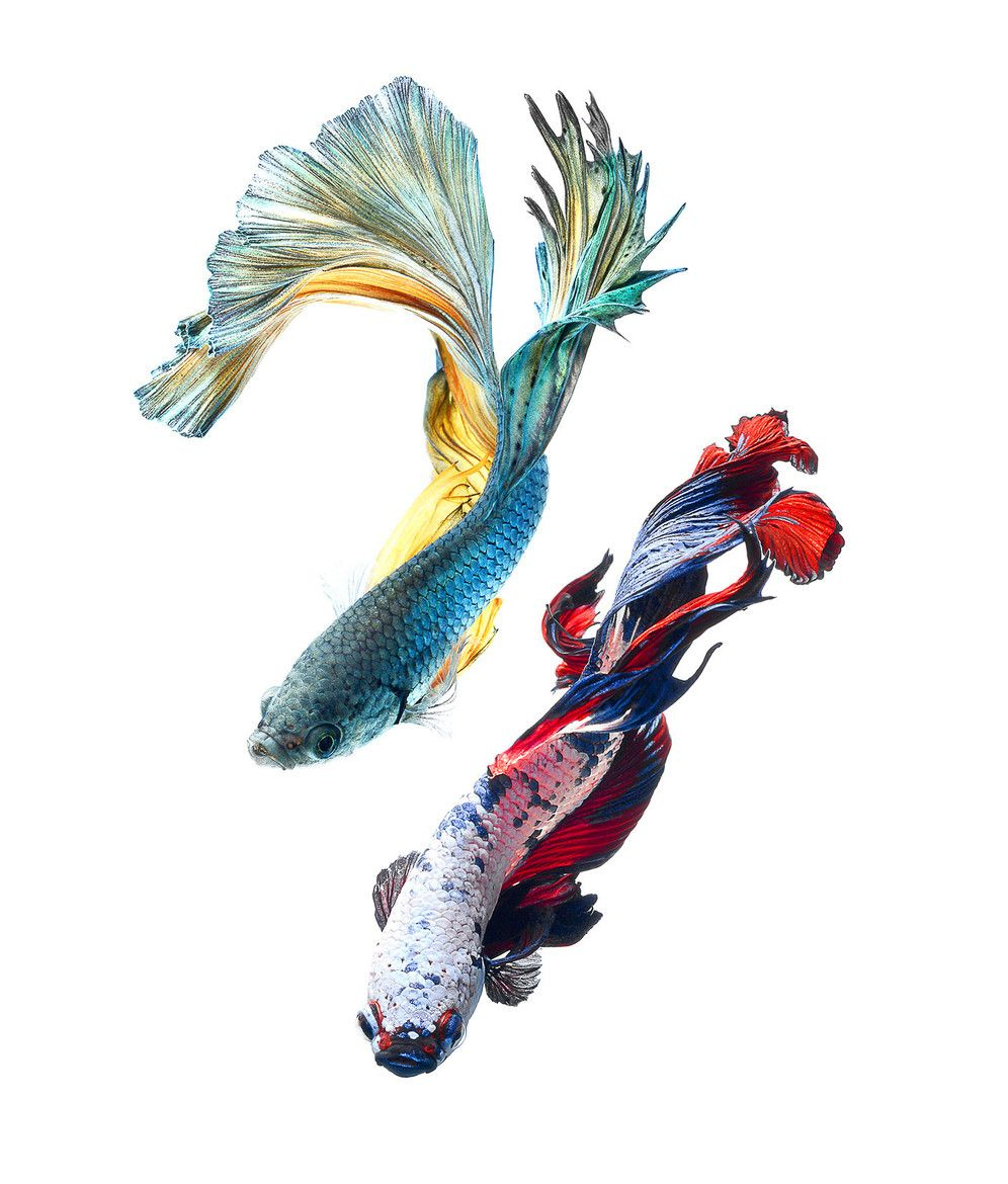 Stunning New Portraits Of Siamese Fighting Fish By Visarute intérieur Poisson Combattant Dessin