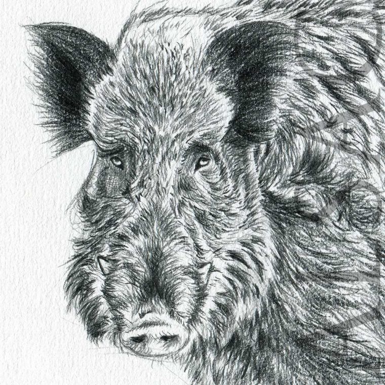 Sus Scrofa  Dessin Sanglier, Peintures Asiatiques, Art Des Animaux concernant Dessin Sanglier