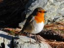 Télécharger Fonds D'Écran Rouge-Gorge Gratuitement intérieur Photos Oiseaux Gratuites