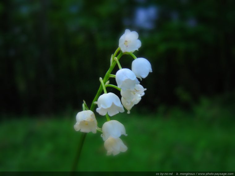 Telecharger Photo Gratuite Muguet Les 70 Meilleures Banques D'Images avec Bouquet De Fleurs Avec Du Muguet