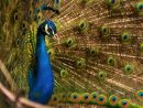 Téléchargez Des Fonds D'Écran Oiseaux Gratuits, Wallpapers tout Photos Oiseaux Gratuites