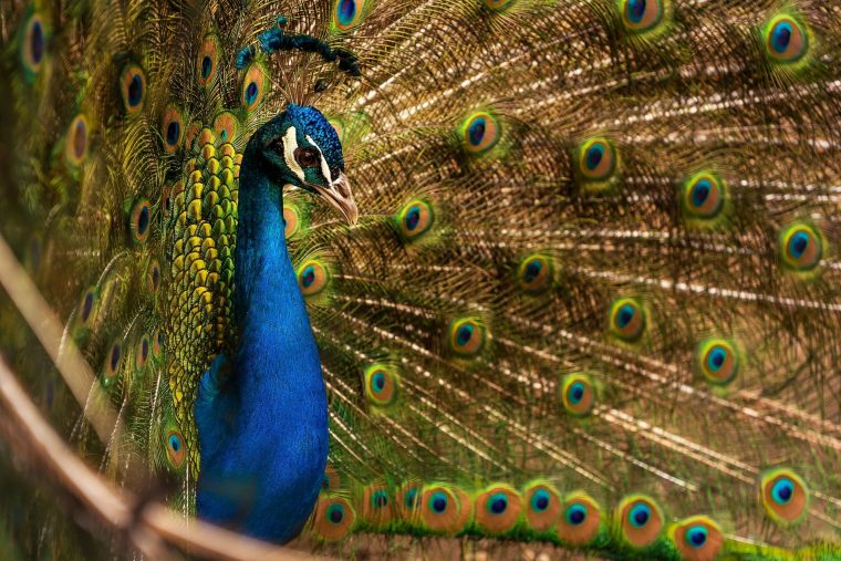 Téléchargez Des Fonds D'Écran Oiseaux Gratuits, Wallpapers tout Photos Oiseaux Gratuites