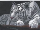 Tigre Blanc Au Repos Sur Canson A4 : Dessins Par Les-Dessins-De-Kriss pour Tigre En Dessin