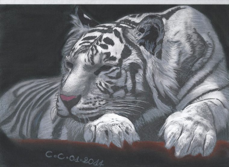 Tigre Blanc Au Repos Sur Canson A4 : Dessins Par Les-Dessins-De-Kriss pour Tigre En Dessin