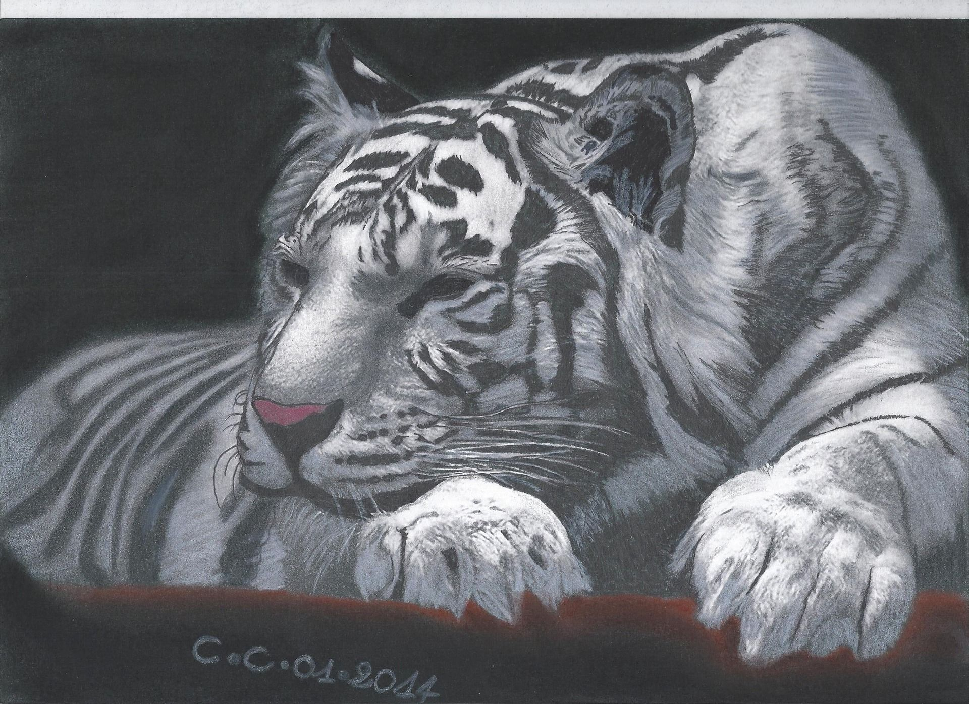Tigre Blanc Au Repos Sur Canson A4 : Dessins Par Les-Dessins-De-Kriss pour Tigre En Dessin 