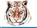 Tigre De Dessin D'Aquarelle, Chef, Yeux Bruns, Croquis Illustration encequiconcerne Tigre En Dessin