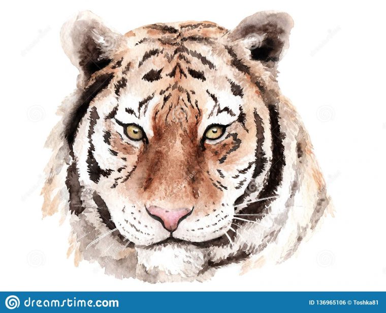 Tigre De Dessin D'Aquarelle, Chef, Yeux Bruns, Croquis Illustration encequiconcerne Tigre En Dessin