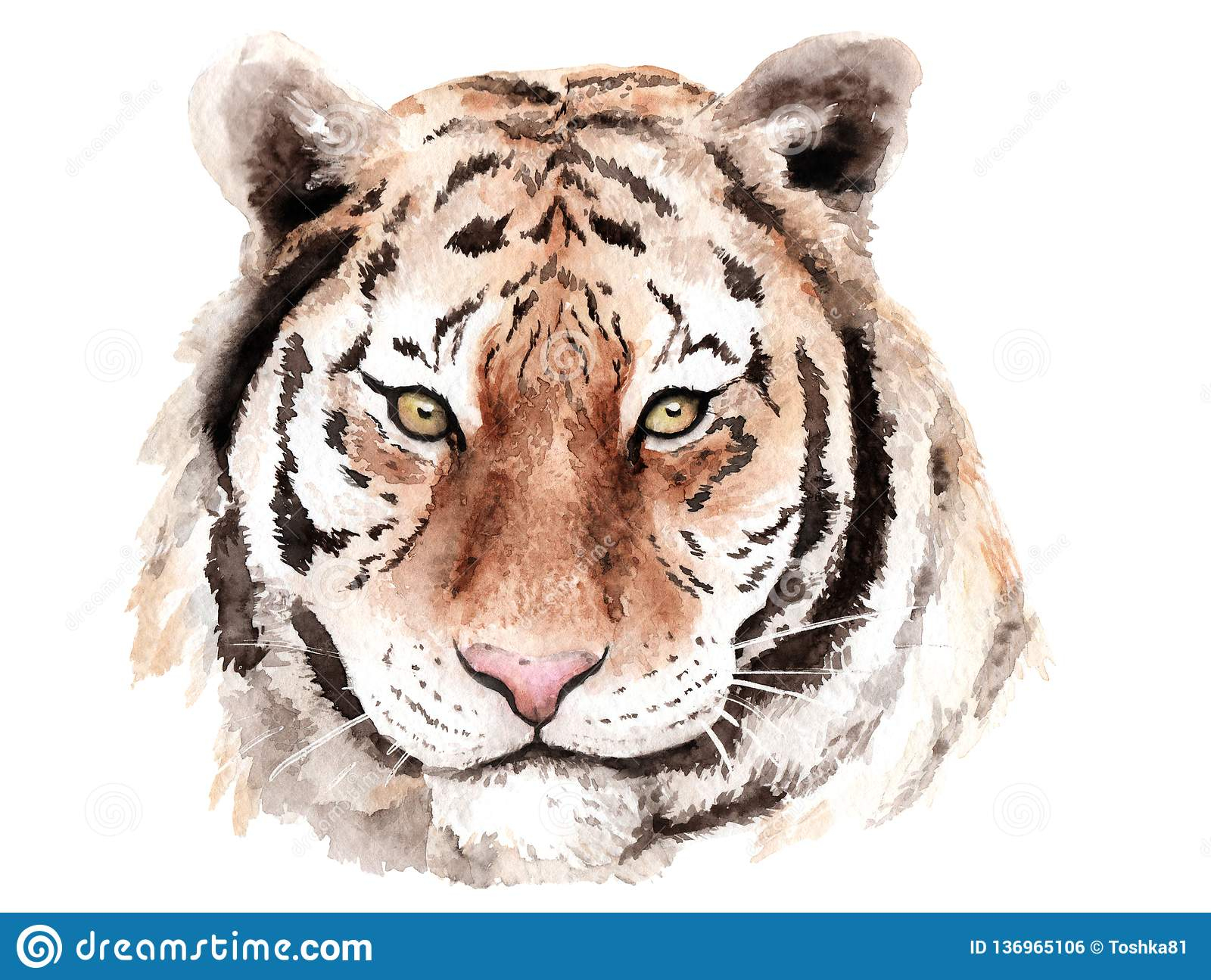 Tigre De Dessin D&amp;#039;Aquarelle, Chef, Yeux Bruns, Croquis Illustration encequiconcerne Tigre En Dessin 