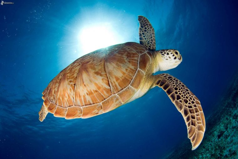 Tortue De Mer avec Animaux De Mare