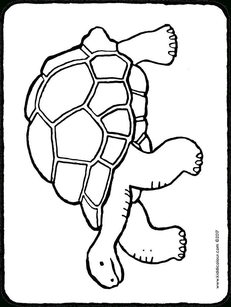 Tortue – Kiddicoloriage dedans Coloriage Tortue