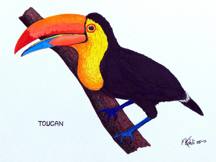 Toucan Drawing By Frederic Kohli tout Dessin Toucan