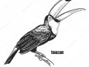 Toucan Hand Drawing Bird Wild Black Figure White Background Vector concernant Dessin Toucan