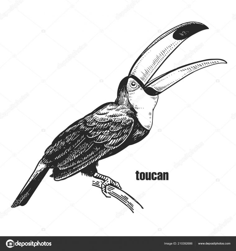 Toucan Hand Drawing Bird Wild Black Figure White Background Vector concernant Dessin Toucan