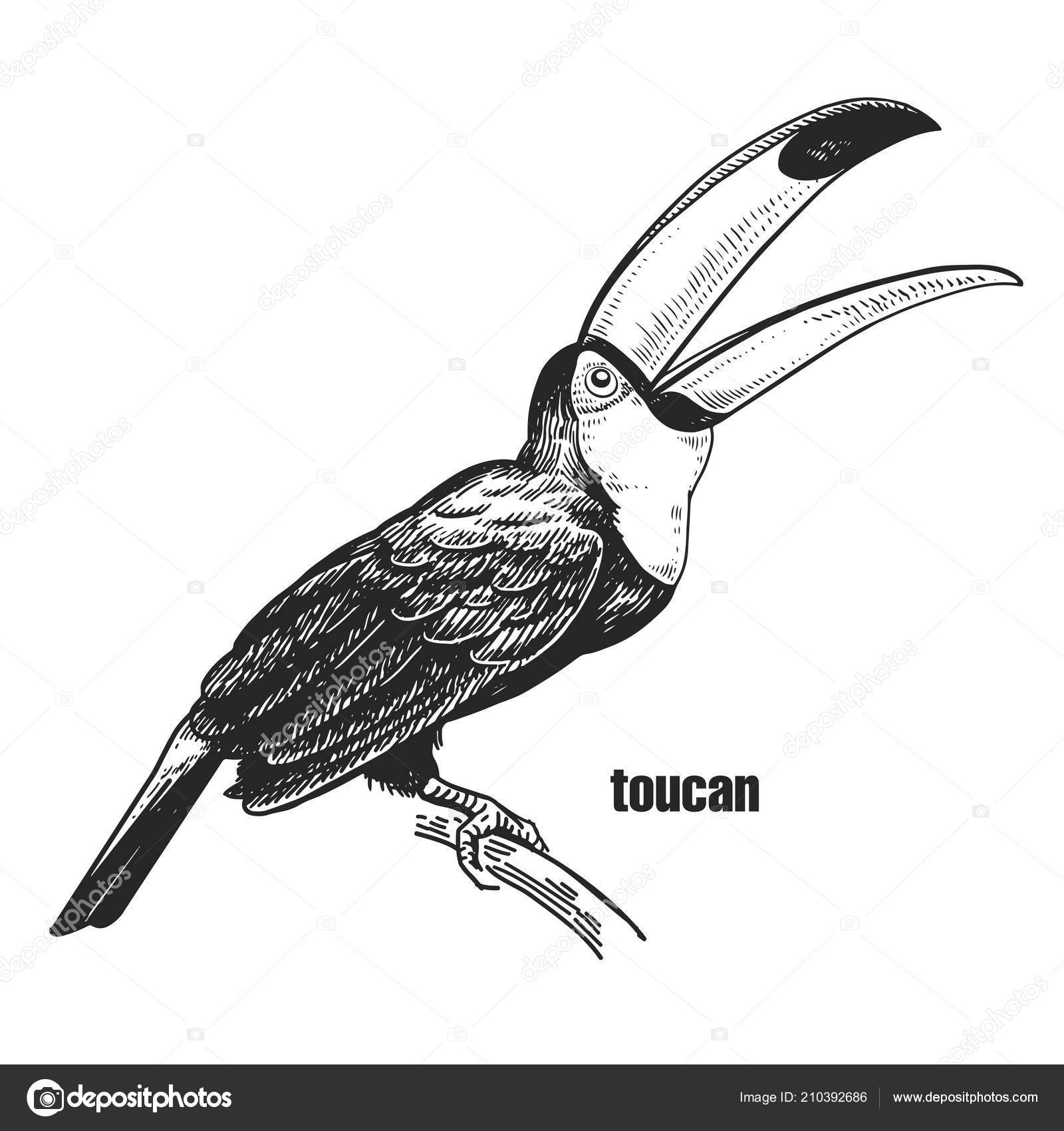 Toucan Hand Drawing Bird Wild Black Figure White Background Vector concernant Dessin Toucan 