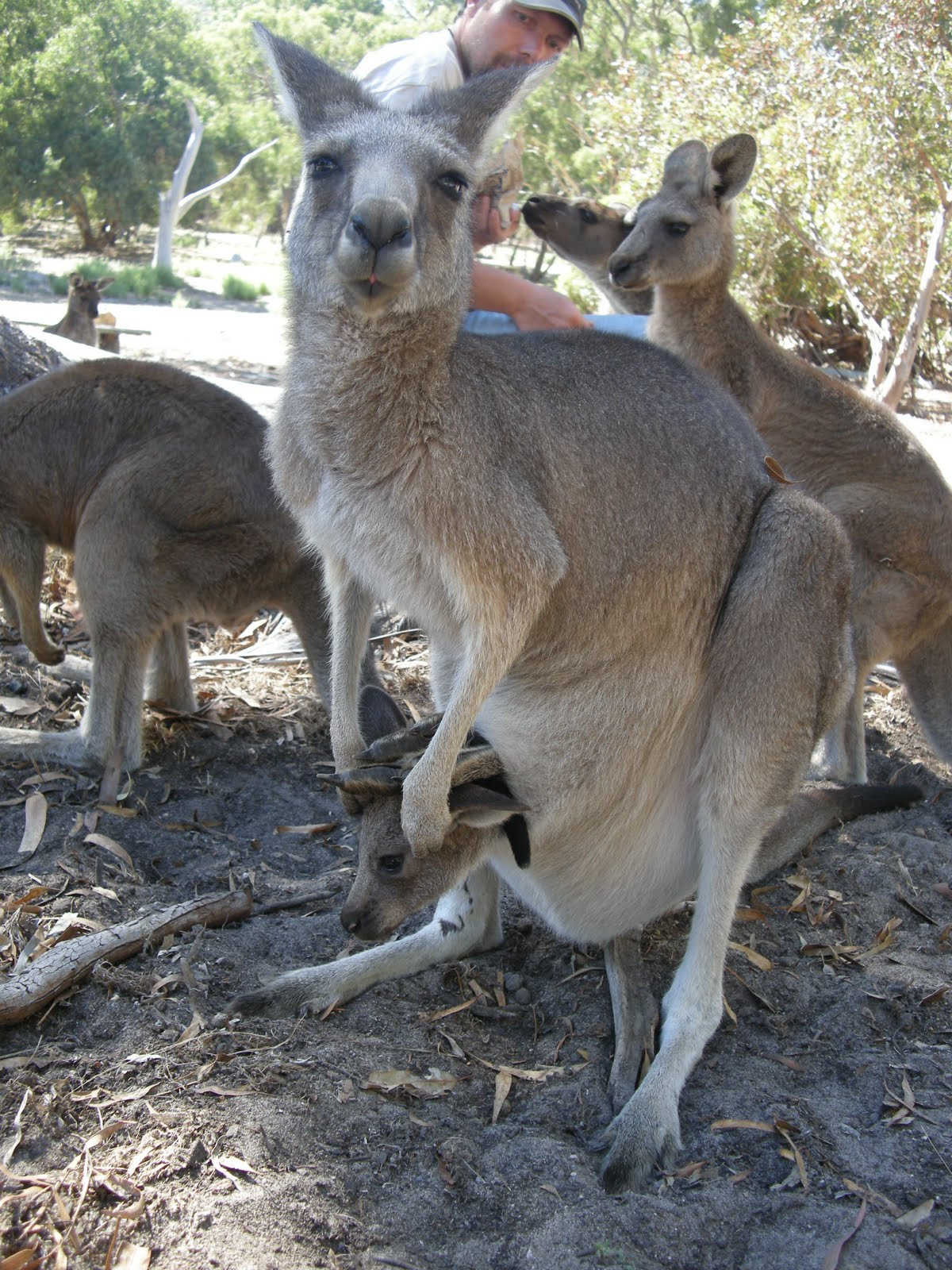 Tour Du Monde Pour 2010: Adelaide Et La Faune Australienne avec Cris Du Kangourou 