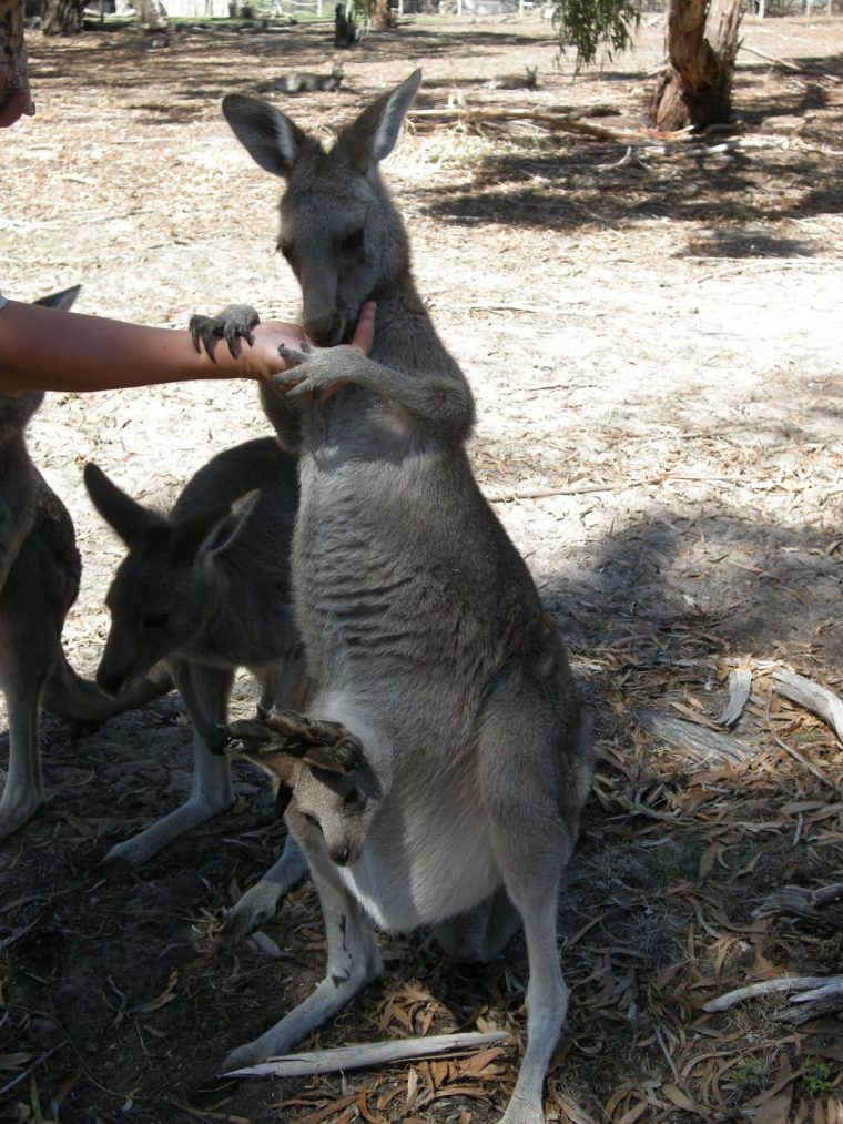 Tour Du Monde Pour 2010: Adelaide Et La Faune Australienne encequiconcerne Cris Du Kangourou