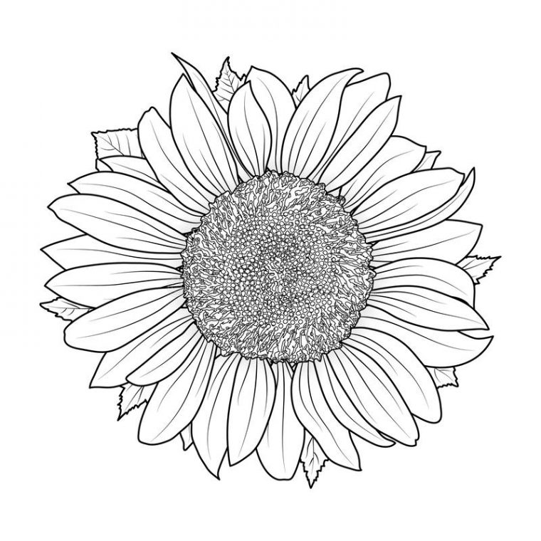 Tournesol Pour Le Vecteur De Livre De Coloriage Illustration De Vecteur tout Dessin Tournesol