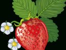 Tube Fruit, Fraise Png, Dessin _ Strawberry Clipart, Food concernant Fraise Dessin